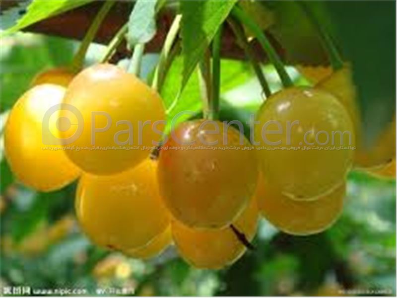 گیلاس زرد