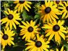 Rudbeckia