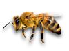 2 قانون مهم در پرورش زنبور عسل