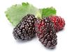 TTMFOOD Blackberry Juice Concentrate