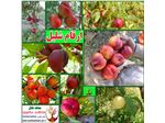 انواع نهال شلیل-کیوتا-مغان-شبرنگ-انجیری-زرد