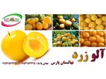 نهال آلو