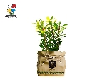 گیاه آپارتمانی مرجان هلندی