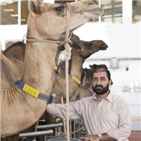 Camel ear tag