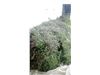 عرق نعنا درجه یک