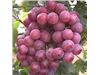انگور یاقوتی قرمز-Grape