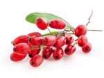 Export of  barberry juice concentrate to Malaysia