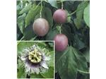 پشن فروت، ،درخت پشن فروت،نهال پشن فروت،Passiflora edulis