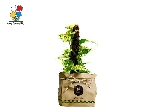 گیاه آپارتمانی پوتوس ستونی