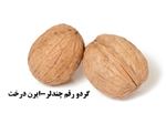 نهال گردو چندلر