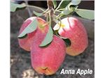 سیب آنا/ tree apple anna