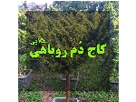 کاج دم روباهی طلایی