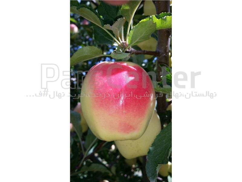 سیب گلدن رندرز-apple golden renderz-نهال سیب پایه کوتاه