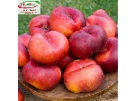 قیمت درخت شلیل کیوتا سال 1401-Nectarine