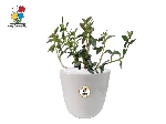گیاه آپارتمانی کریسمس