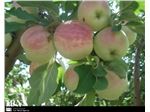 سیب گلاب-Goleabe Khorasan