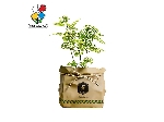 گیاه آپارتمانی گل سنگ
