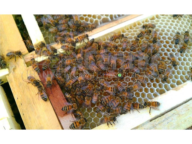 استفاده از مواد تخمیری در تغذیه زنبور عسل