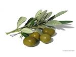 Olive#زیتون#درخت زیتون#نهال زیتون شیرین #زیتون پررده