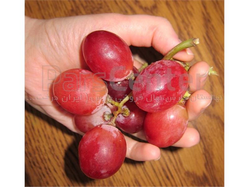 درخت انگور رد گلوب Red Globe Grape