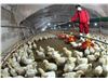 احتمال آنفلوآنزای حاد پرندگان در 9 استان کشور