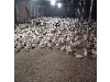 اردک نژاد پکنی