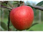 نهال سیب برابرن -Braeburn