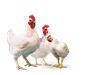 گرمازدگی و مشکلات تهیه دارو از علل افزایش قیمت مرغ است