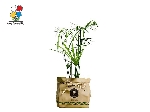 گیاه آپارتمانی نخل مرداب پنجه کلاغی