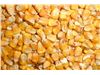 Yellow corn for Animal feed from Russia