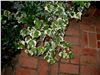 hedera helix 'Variegata'