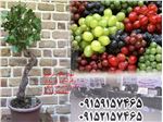 قیمت  نهال انگور ترکیبی،میوه های کمیاب