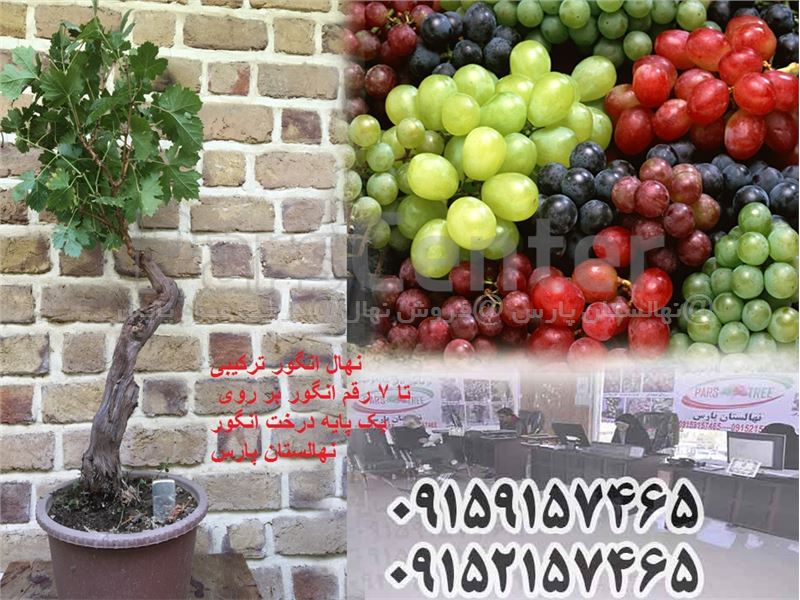 قیمت  نهال انگور ترکیبی،میوه های کمیاب