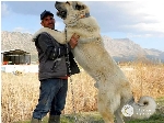 واردات سگ کانگال از ترکیه