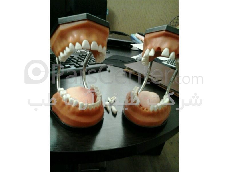 مولاژ (مانکن) دندان دو فک PVC بزرگ قابلیت جدا شدن دندانها