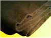 Woolen felt blanket