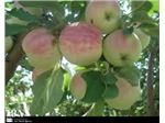 سیب گلاب، Goleabe Khorasan