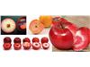 ورود واریته های سیب اصلاح شده با گوشت قرمز به بازارهای بین المللی در آینده ای نزدیک