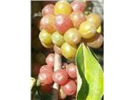 نهال انگور ژاپنی - درخت انگور فرنگی