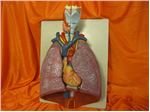 مولاژ (مانکن) دستگاه تنفس همراه با قلب