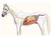 التهاب حاد کولون در اسب