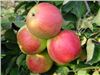 نهال سیب  - Jonagold apple