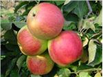 نهال سیب  - Jonagold apple