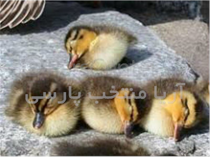 فروش جوجه اردک پکنی - محصولات طیور در پارس سنتر