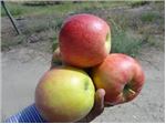 ارقام سیب بر روی پایه های سیب مالینگ، سیب مالینگ مرتون، سیب جوناگلد، سیب پرایم رز، سیب برابرن، سیب استارکینگ، سیب گرنی، سیب گالا، سیب گلاب