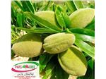 درخت_بادام منقا،بادام دیر گل کاغذی ،