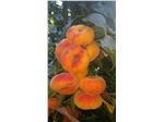 نهال هلو انجیری پلنگی_هلو تایگر_tree Flat peach