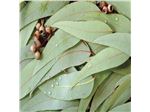 عرق اکالیپتوس خالص