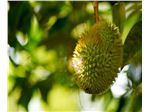 Fruit Durian /دوریان/ (Durian)