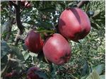 سیب استارکینگ /tree  apple starking
